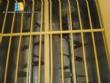 Pasta extruder Braibanti