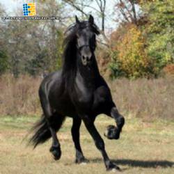 For animal nutrition industry